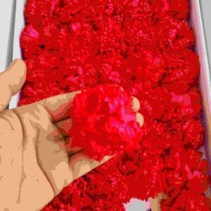 Flores em pétalas de sabão-Cravo vermelho