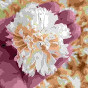 Flores em pétalas de sabão-Cravo bege