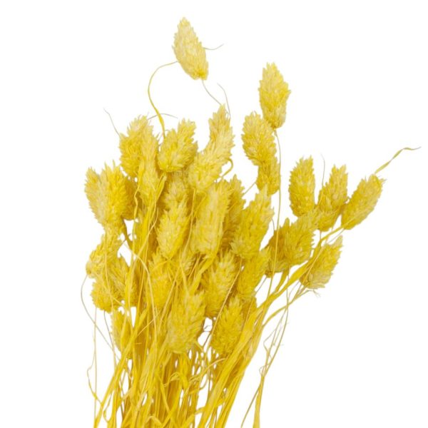 Flor seca- Phalaris amarela
