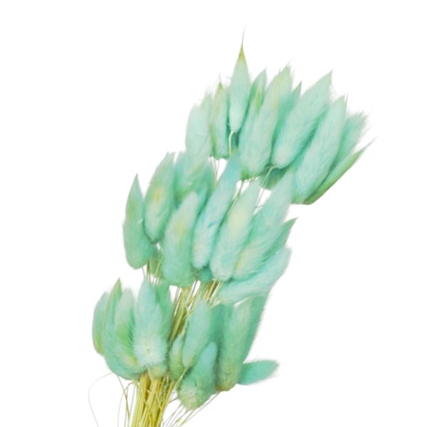 Flor seca- "cauda coelho"- Verde agua