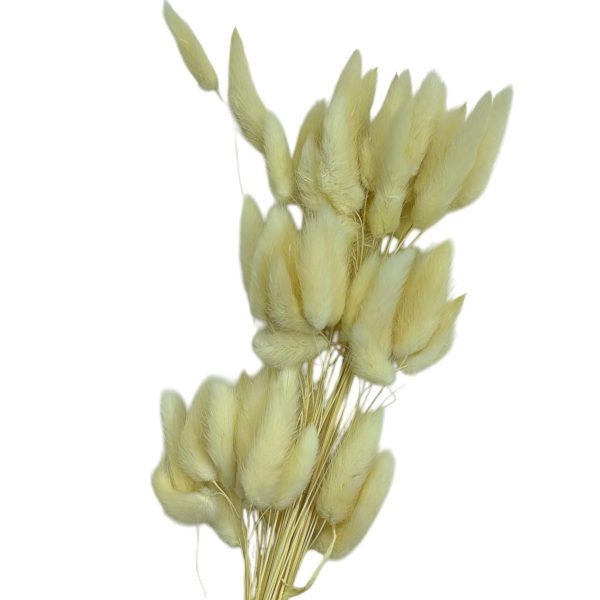 Flor seca- "cauda coelho"- Bege