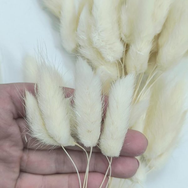 Flor seca- "cauda coelho"- Bege - Image 2