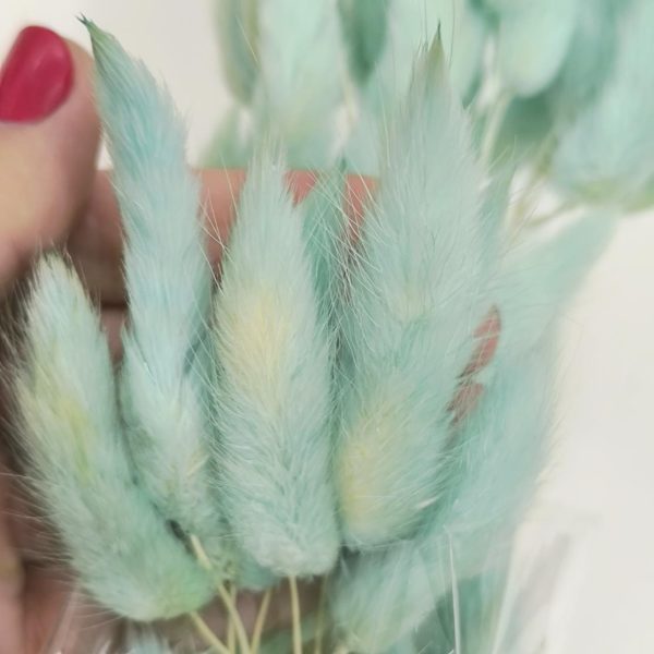 Flor seca- "cauda coelho"- Verde agua - Image 2