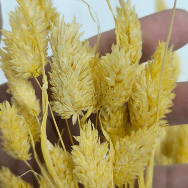 Flor seca- Phalaris amarela - Image 2