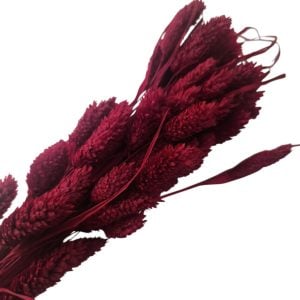 Flor seca- Phalaris Bordeaux