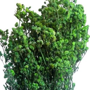 Flor preservada GYPSOPHILA-Verde
