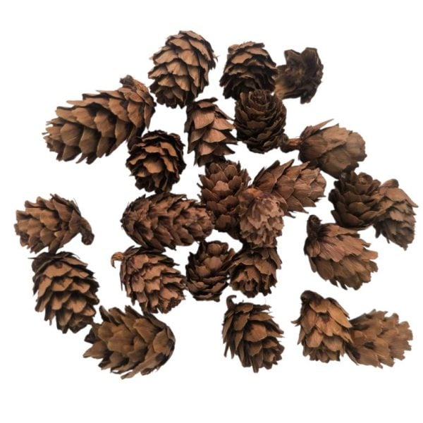 Pack mini pinhas naturais