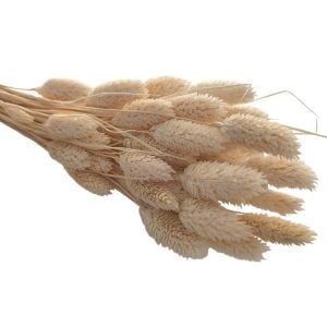 Flor seca- Phalaris Bege