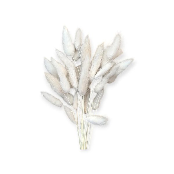 Raminho de flores secas -Lagurus -Branco