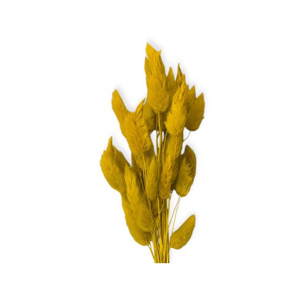 Raminho de flores secas -Lagurus -Amarelo torrado