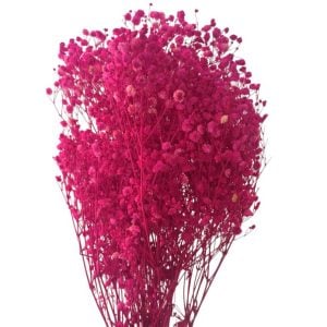 Flor preservada GYPSOPHILA-Rosa