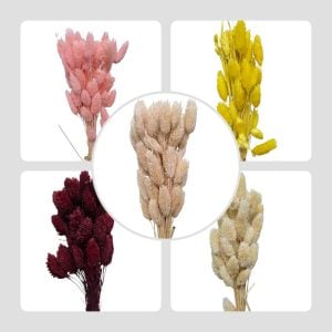 Flor seca - Phalaris